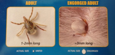 Tick size