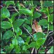 wandering-jew