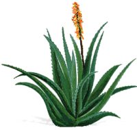 aloe_vera