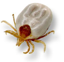 paralysis_tick