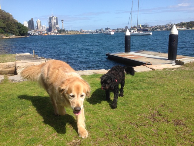 Max and Shoelace