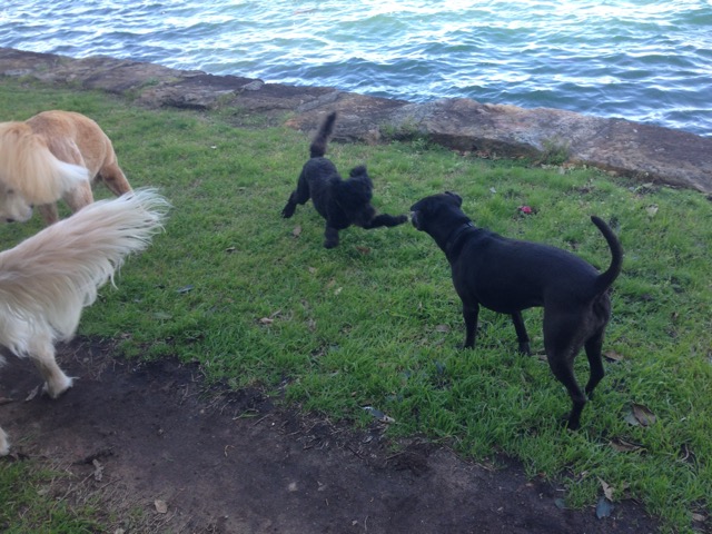 Millie and Molly
