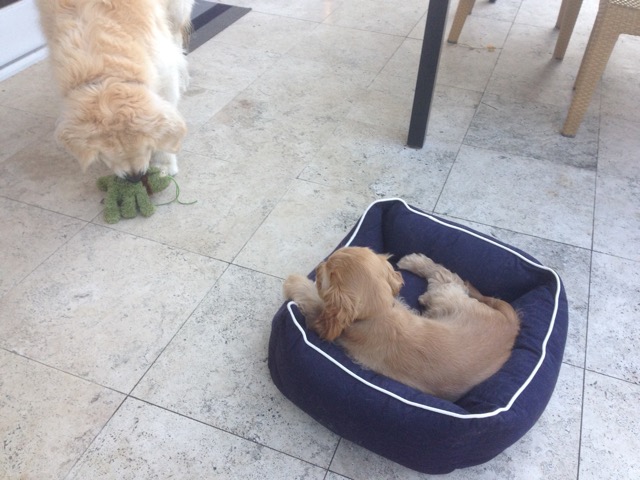 Axel and Loki