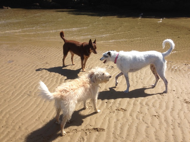 Ellie, Brandy and Cody