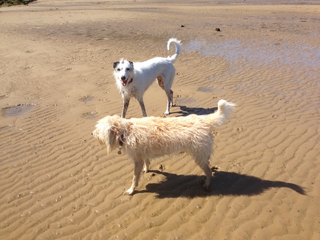 Brandy and Ellie