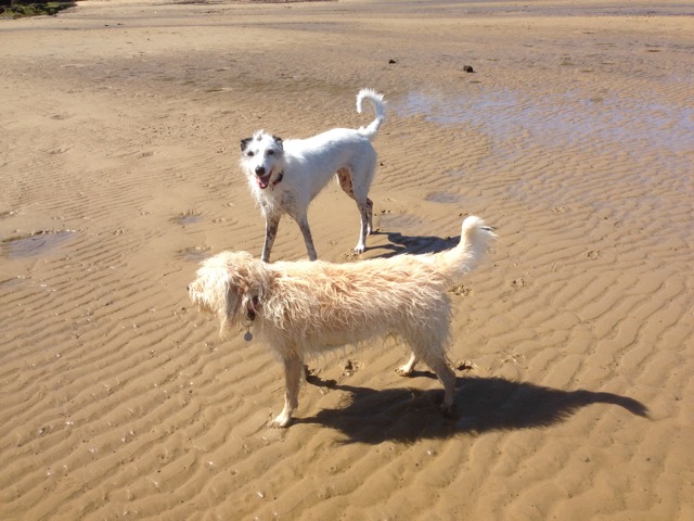 Brandy and Ellie