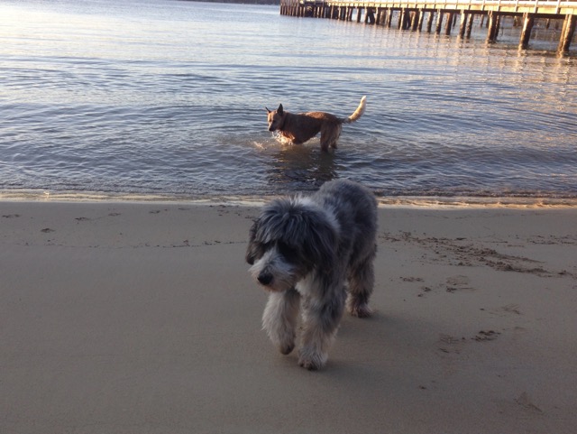 Coco and Wilbur