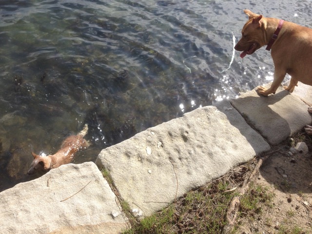 Ruby watches Wilbur