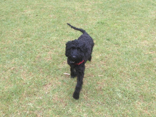 Tess