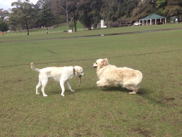 Max and Hudson