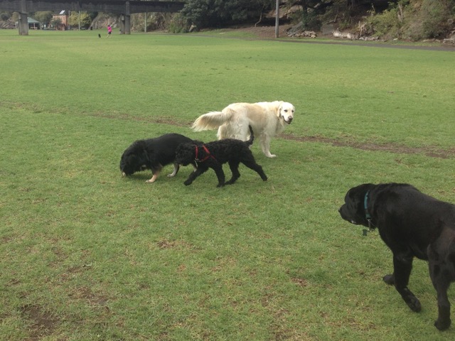 Lola, Tess, Spinoza and Lex