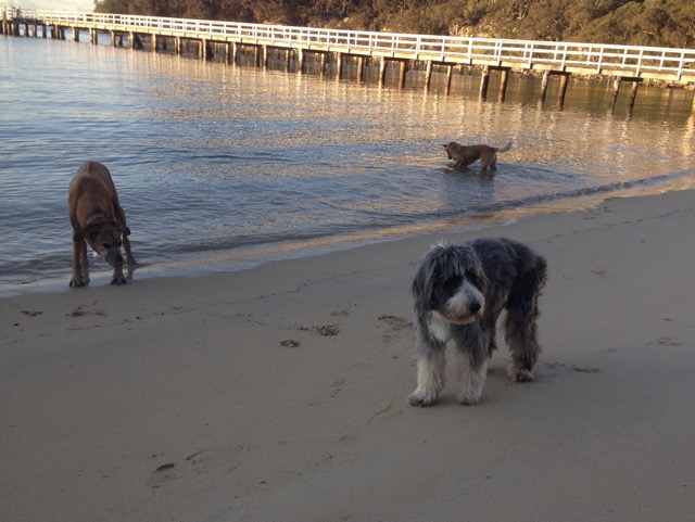 Coco and Wilbur