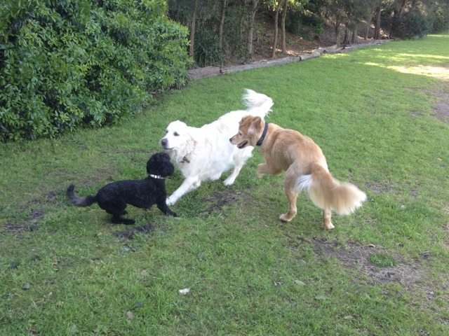 Millie, Mack and Max