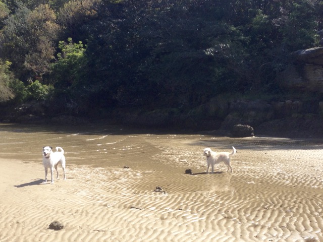Brandy and Ellie