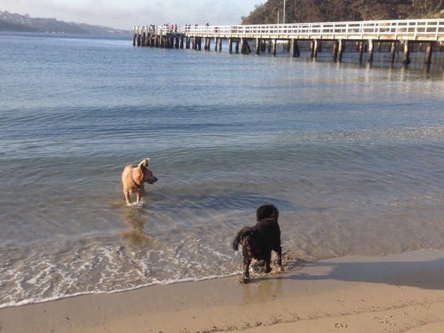 Shoelace and Wilbur