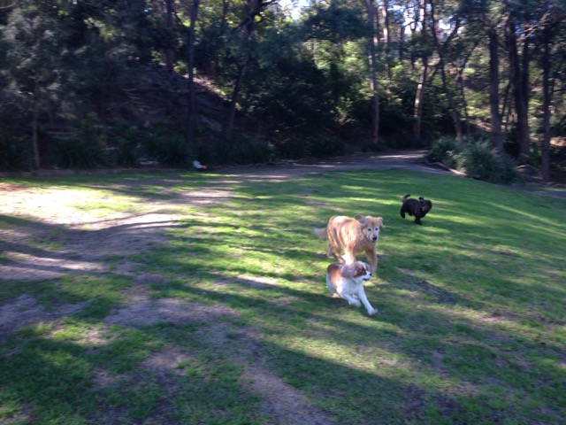 Jed, Max and Millie