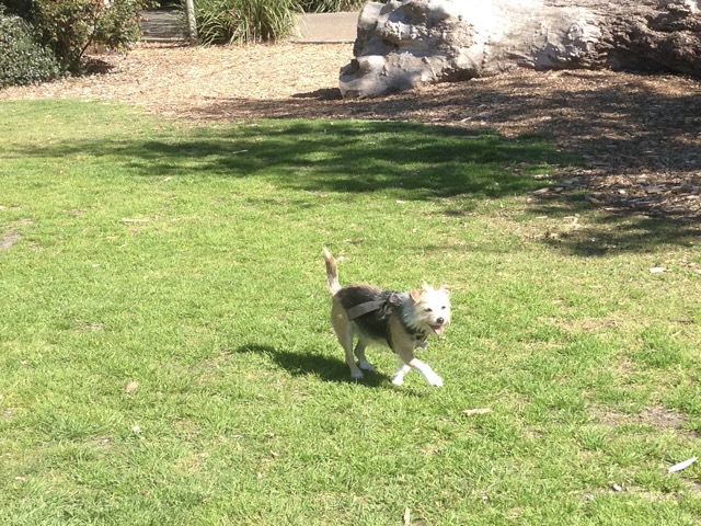 Millie