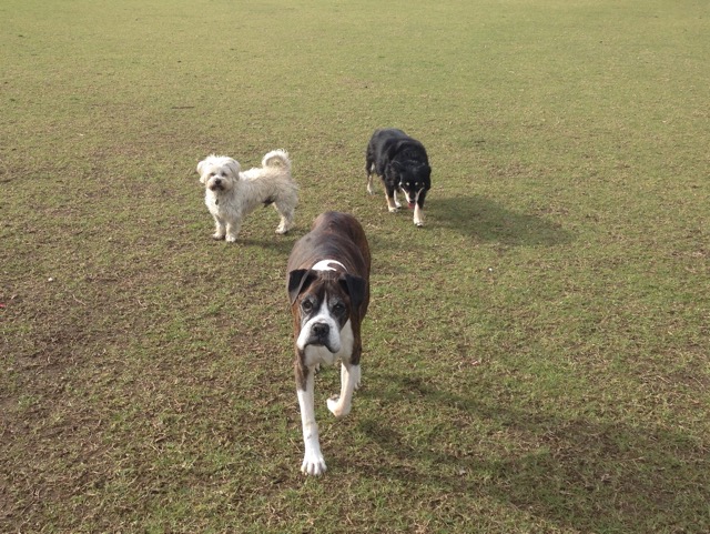 Darcy, Lola and Elmo
