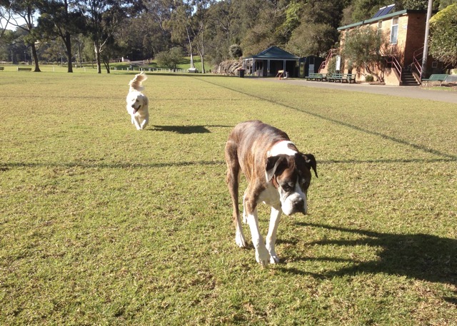 Darcy and Nelson