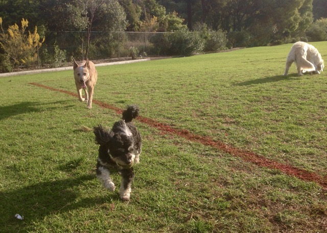 Chilli and Lula