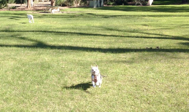 Millie
