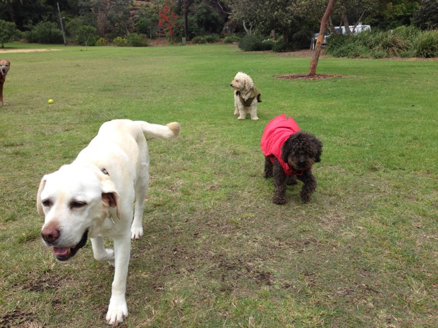 Max, Tai Tai and Ratty