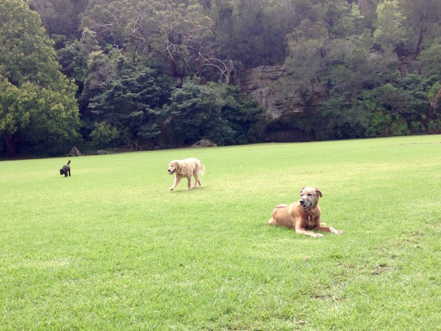 Lula, Max and Millie