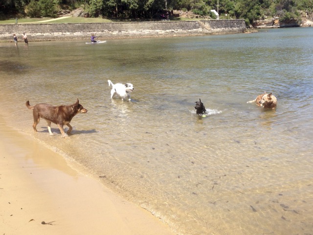 Cody, Brandy, Molly and Wilbur