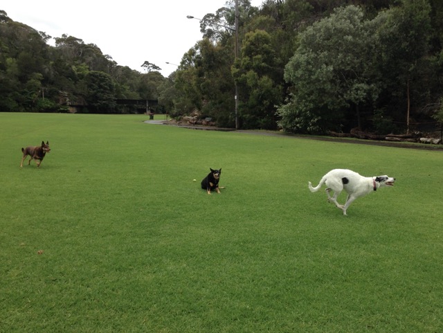 Cody, Cassie and Brandy