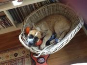 In the toy basket