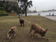 Scarlet, Rebel and Wilbur