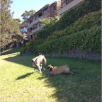 Baala and Pugsley