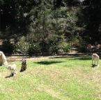 Hudson, Mia, Sydney and Jed