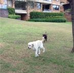 Max and Rebel