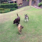 Pugsley, Rebel and Baala