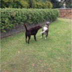 Rebel and Baala