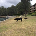 Chili, Sydney and Hudson