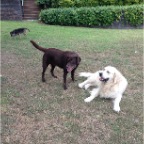 Sydney, Rebel and Hudson