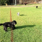 Kesha, Millie and Lex