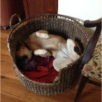 Scarlet Sleeps
