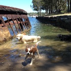 Jed, Hudson and Chili