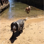 Pepper and Wilbur