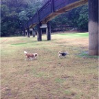Charlie Brown and Millie