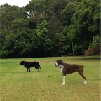 Lex and Darcy