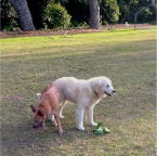 Wilbur and Bruce