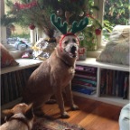 The Red Reindeer