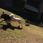 Chili, Lottie, Sydney and Hudson