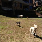 Sydney and Lottie, Jed behind