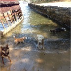 Mussie, Mia, Hudson and Coco