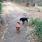 Bentley, Chili and Jed